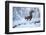 Red Squirrel (Sciurus Vulgaris) on Snow-Covered Branch in Pine Forest, Highlands, Scotland, UK-Peter Cairns-Framed Photographic Print