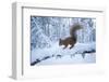 Red Squirrel (Sciurus Vulgaris) on Snow-Covered Branch in Pine Forest, Highlands, Scotland, UK-Peter Cairns-Framed Photographic Print