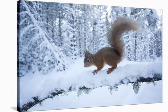 Red Squirrel (Sciurus Vulgaris) on Snow-Covered Branch in Pine Forest, Highlands, Scotland, UK-Peter Cairns-Stretched Canvas