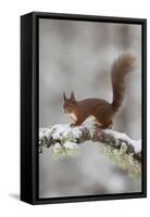 Red Squirrel (Sciurus Vulgaris) on Snowy Branch in Forest, Cairngorms Np, Scotland, UK, December-Peter Cairns-Framed Stretched Canvas