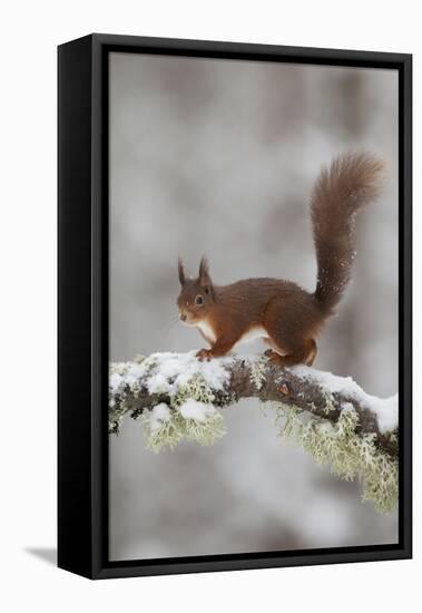 Red Squirrel (Sciurus Vulgaris) on Snowy Branch in Forest, Cairngorms Np, Scotland, UK, December-Peter Cairns-Framed Stretched Canvas