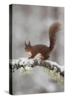 Red Squirrel (Sciurus Vulgaris) on Snowy Branch in Forest, Cairngorms Np, Scotland, UK, December-Peter Cairns-Stretched Canvas