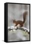 Red Squirrel (Sciurus Vulgaris) on Snowy Branch in Forest, Cairngorms Np, Scotland, UK, December-Peter Cairns-Framed Stretched Canvas