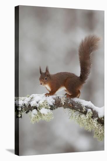 Red Squirrel (Sciurus Vulgaris) on Snowy Branch in Forest, Cairngorms Np, Scotland, UK, December-Peter Cairns-Stretched Canvas