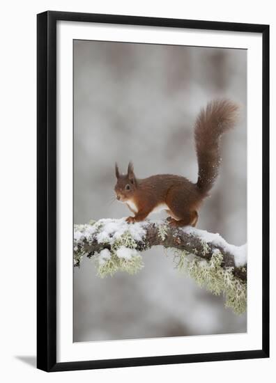 Red Squirrel (Sciurus Vulgaris) on Snowy Branch in Forest, Cairngorms Np, Scotland, UK, December-Peter Cairns-Framed Premium Photographic Print