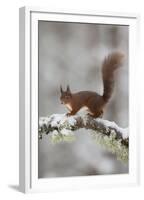 Red Squirrel (Sciurus Vulgaris) on Snowy Branch in Forest, Cairngorms Np, Scotland, UK, December-Peter Cairns-Framed Premium Photographic Print