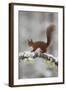 Red Squirrel (Sciurus Vulgaris) on Snowy Branch in Forest, Cairngorms Np, Scotland, UK, December-Peter Cairns-Framed Premium Photographic Print