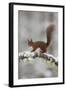 Red Squirrel (Sciurus Vulgaris) on Snowy Branch in Forest, Cairngorms Np, Scotland, UK, December-Peter Cairns-Framed Premium Photographic Print