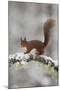 Red Squirrel (Sciurus Vulgaris) on Snowy Branch in Forest, Cairngorms Np, Scotland, UK, December-Peter Cairns-Mounted Premium Photographic Print