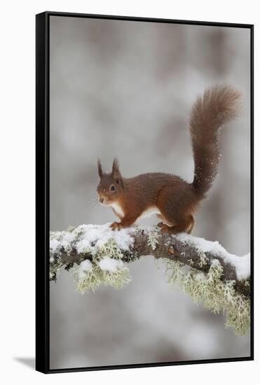 Red Squirrel (Sciurus Vulgaris) on Snowy Branch in Forest, Cairngorms Np, Scotland, UK, December-Peter Cairns-Framed Stretched Canvas