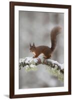 Red Squirrel (Sciurus Vulgaris) on Snowy Branch in Forest, Cairngorms Np, Scotland, UK, December-Peter Cairns-Framed Photographic Print