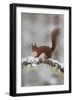 Red Squirrel (Sciurus Vulgaris) on Snowy Branch in Forest, Cairngorms Np, Scotland, UK, December-Peter Cairns-Framed Photographic Print