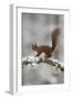 Red Squirrel (Sciurus Vulgaris) on Snowy Branch in Forest, Cairngorms Np, Scotland, UK, December-Peter Cairns-Framed Photographic Print