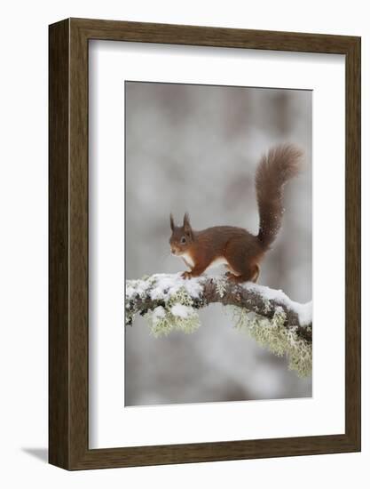 Red Squirrel (Sciurus Vulgaris) on Snowy Branch in Forest, Cairngorms Np, Scotland, UK, December-Peter Cairns-Framed Photographic Print