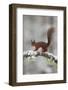 Red Squirrel (Sciurus Vulgaris) on Snowy Branch in Forest, Cairngorms Np, Scotland, UK, December-Peter Cairns-Framed Photographic Print