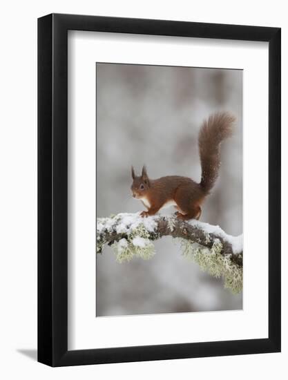 Red Squirrel (Sciurus Vulgaris) on Snowy Branch in Forest, Cairngorms Np, Scotland, UK, December-Peter Cairns-Framed Photographic Print