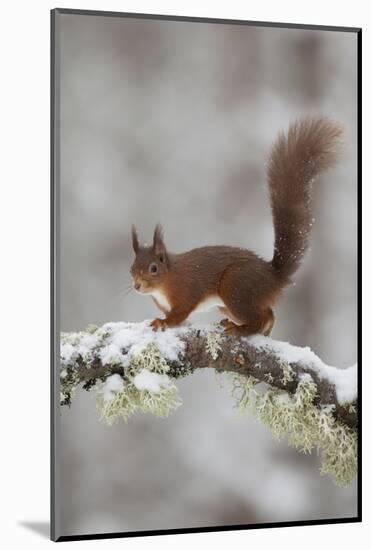 Red Squirrel (Sciurus Vulgaris) on Snowy Branch in Forest, Cairngorms Np, Scotland, UK, December-Peter Cairns-Mounted Photographic Print