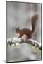 Red Squirrel (Sciurus Vulgaris) on Snowy Branch in Forest, Cairngorms Np, Scotland, UK, December-Peter Cairns-Mounted Photographic Print
