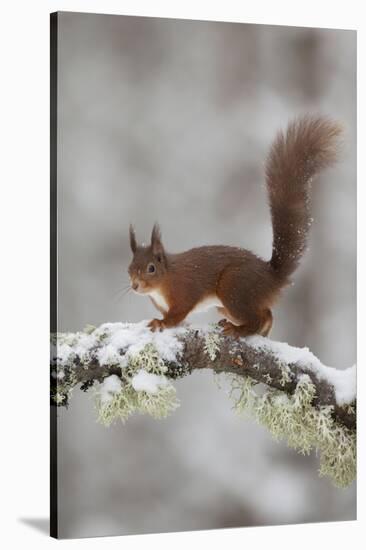 Red Squirrel (Sciurus Vulgaris) on Snowy Branch in Forest, Cairngorms Np, Scotland, UK, December-Peter Cairns-Stretched Canvas
