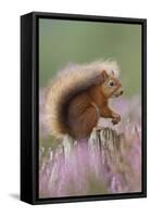Red Squirrel (Sciurus Vulgaris) on Stump in Flowering Heather. Inshriach Forest, Scotland-Peter Cairns-Framed Stretched Canvas