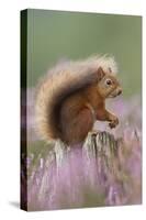 Red Squirrel (Sciurus Vulgaris) on Stump in Flowering Heather. Inshriach Forest, Scotland-Peter Cairns-Stretched Canvas