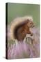 Red Squirrel (Sciurus Vulgaris) on Stump in Flowering Heather. Inshriach Forest, Scotland-Peter Cairns-Stretched Canvas