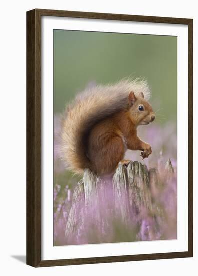 Red Squirrel (Sciurus Vulgaris) on Stump in Flowering Heather. Inshriach Forest, Scotland-Peter Cairns-Framed Premium Photographic Print