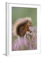 Red Squirrel (Sciurus Vulgaris) on Stump in Flowering Heather. Inshriach Forest, Scotland-Peter Cairns-Framed Premium Photographic Print