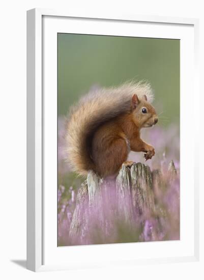 Red Squirrel (Sciurus Vulgaris) on Stump in Flowering Heather. Inshriach Forest, Scotland-Peter Cairns-Framed Premium Photographic Print