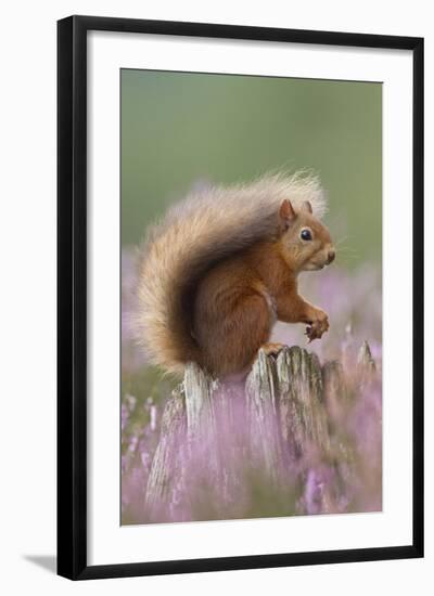 Red Squirrel (Sciurus Vulgaris) on Stump in Flowering Heather. Inshriach Forest, Scotland-Peter Cairns-Framed Premium Photographic Print