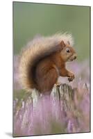 Red Squirrel (Sciurus Vulgaris) on Stump in Flowering Heather. Inshriach Forest, Scotland-Peter Cairns-Mounted Premium Photographic Print