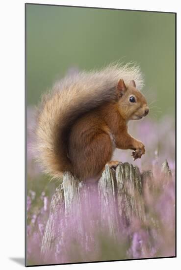 Red Squirrel (Sciurus Vulgaris) on Stump in Flowering Heather. Inshriach Forest, Scotland-Peter Cairns-Mounted Premium Photographic Print