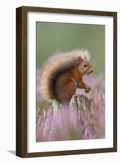 Red Squirrel (Sciurus Vulgaris) on Stump in Flowering Heather. Inshriach Forest, Scotland-Peter Cairns-Framed Photographic Print