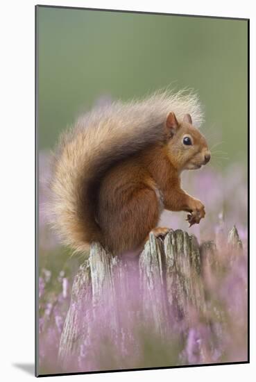 Red Squirrel (Sciurus Vulgaris) on Stump in Flowering Heather. Inshriach Forest, Scotland-Peter Cairns-Mounted Photographic Print