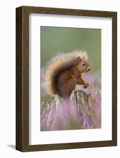 Red Squirrel (Sciurus Vulgaris) on Stump in Flowering Heather. Inshriach Forest, Scotland-Peter Cairns-Framed Photographic Print