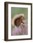 Red Squirrel (Sciurus Vulgaris) on Stump in Flowering Heather. Inshriach Forest, Scotland-Peter Cairns-Framed Photographic Print