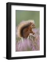 Red Squirrel (Sciurus Vulgaris) on Stump in Flowering Heather. Inshriach Forest, Scotland-Peter Cairns-Framed Photographic Print