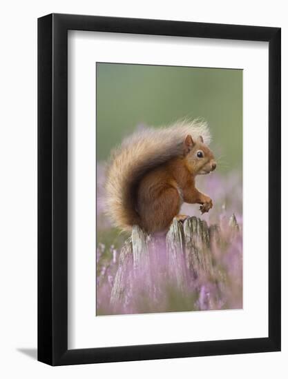 Red Squirrel (Sciurus Vulgaris) on Stump in Flowering Heather. Inshriach Forest, Scotland-Peter Cairns-Framed Photographic Print