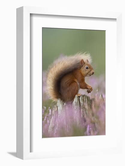 Red Squirrel (Sciurus Vulgaris) on Stump in Flowering Heather. Inshriach Forest, Scotland-Peter Cairns-Framed Photographic Print