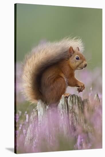 Red Squirrel (Sciurus Vulgaris) on Stump in Flowering Heather. Inshriach Forest, Scotland-Peter Cairns-Stretched Canvas
