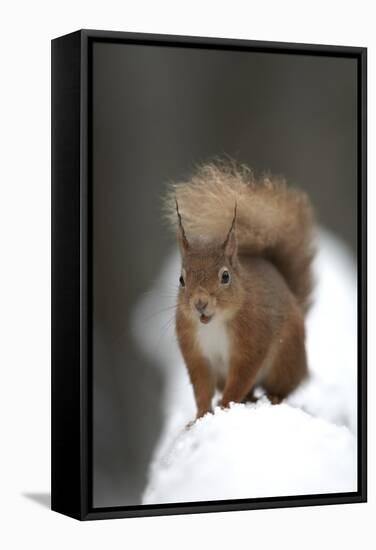 Red Squirrel (Sciurus Vulgaris) Portrait in Snow, Cairngorms National Park, Scotland, March 2007-Cairns-Framed Stretched Canvas