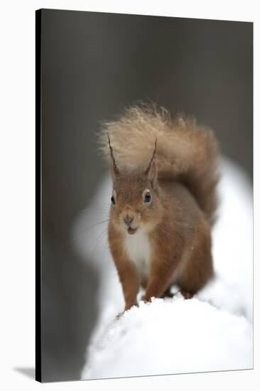 Red Squirrel (Sciurus Vulgaris) Portrait in Snow, Cairngorms National Park, Scotland, March 2007-Cairns-Stretched Canvas