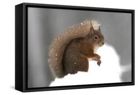 Red Squirrel (Sciurus Vulgaris) Portrait, in Snow, Cairngorms National Park, Scotland, March 2007-Cairns-Framed Stretched Canvas
