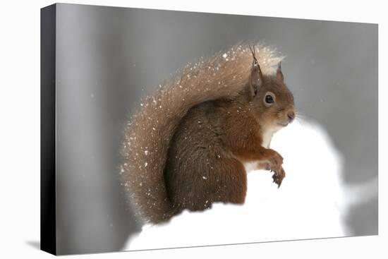 Red Squirrel (Sciurus Vulgaris) Portrait, in Snow, Cairngorms National Park, Scotland, March 2007-Cairns-Stretched Canvas