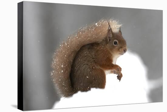 Red Squirrel (Sciurus Vulgaris) Portrait, in Snow, Cairngorms National Park, Scotland, March 2007-Cairns-Stretched Canvas