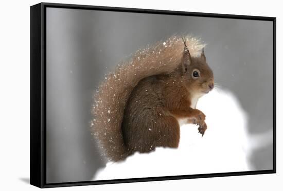 Red Squirrel (Sciurus Vulgaris) Portrait, in Snow, Cairngorms National Park, Scotland, March 2007-Cairns-Framed Stretched Canvas