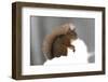 Red Squirrel (Sciurus Vulgaris) Portrait, in Snow, Cairngorms National Park, Scotland, March 2007-Cairns-Framed Premium Photographic Print