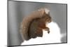 Red Squirrel (Sciurus Vulgaris) Portrait, in Snow, Cairngorms National Park, Scotland, March 2007-Cairns-Mounted Premium Photographic Print