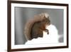 Red Squirrel (Sciurus Vulgaris) Portrait, in Snow, Cairngorms National Park, Scotland, March 2007-Cairns-Framed Photographic Print