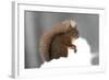 Red Squirrel (Sciurus Vulgaris) Portrait, in Snow, Cairngorms National Park, Scotland, March 2007-Cairns-Framed Photographic Print